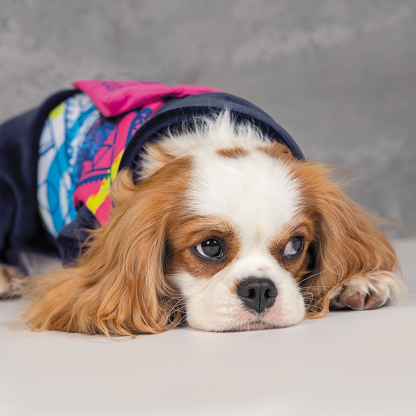 Комбінезон для собак Pet Fashion «Enigma» XS