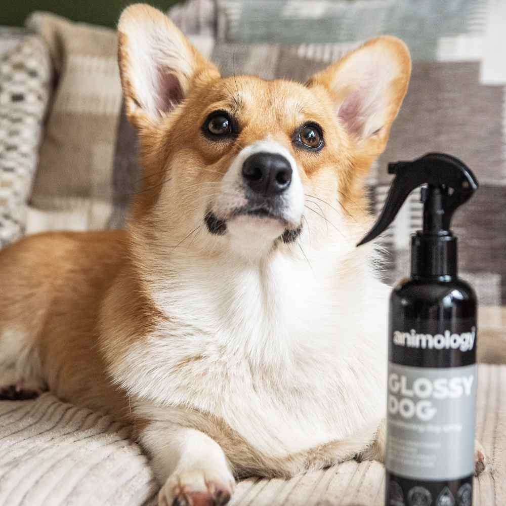 Кондиціонуючий спрей для собак Animology Glossy 250 мл