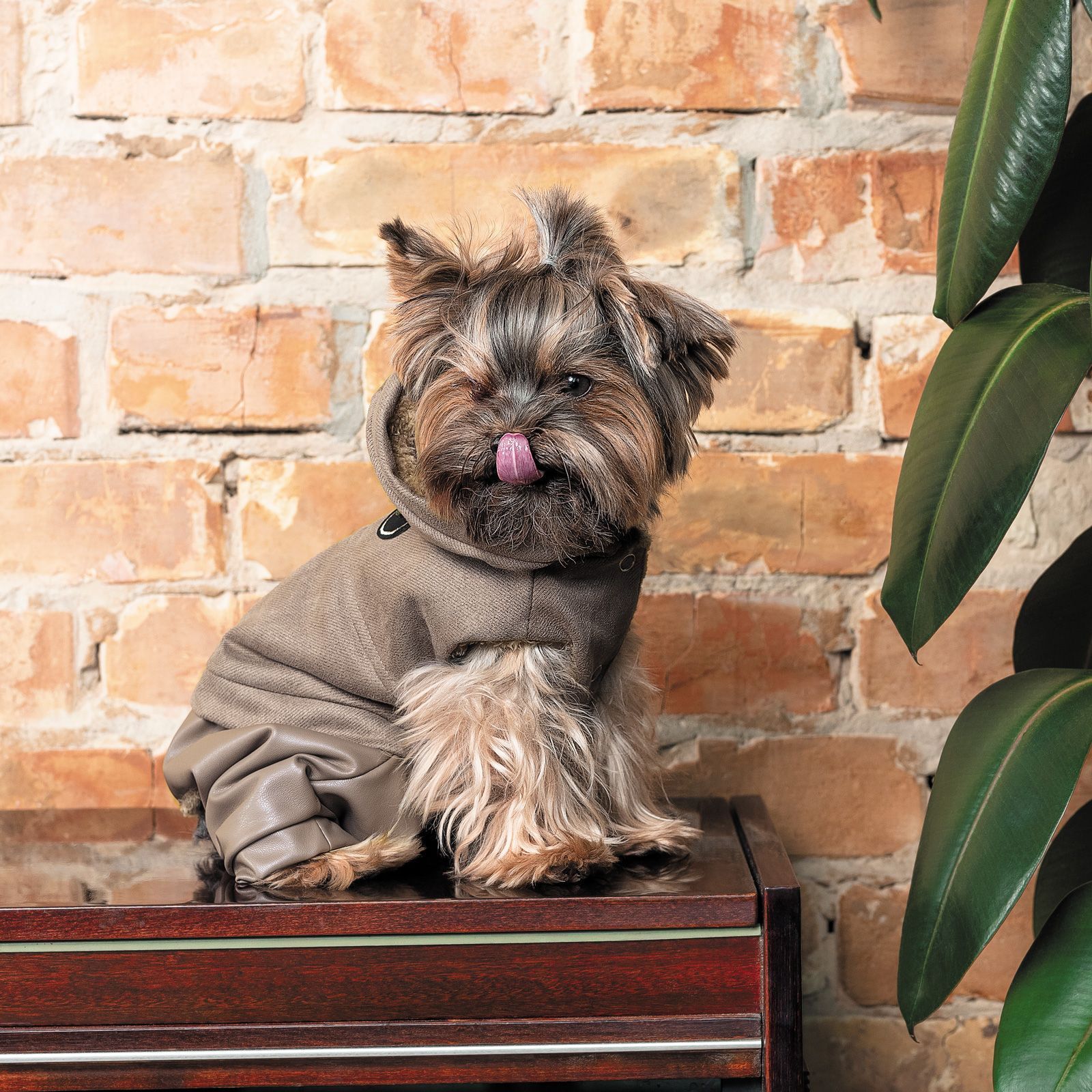 Pet Fashion Pf Style костюм для собак XXS