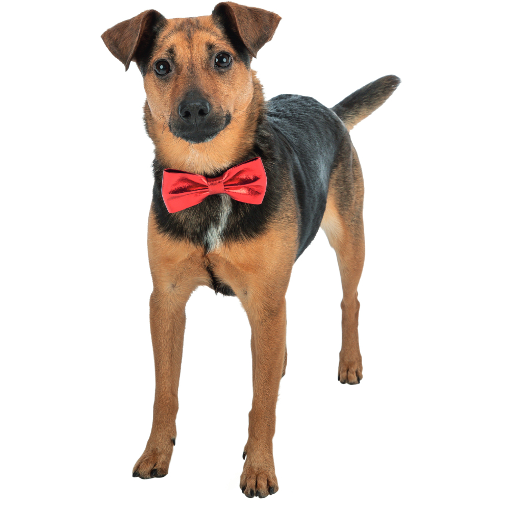 Краватка-метелик для собак Trixie Xmas Suit bow tie 10 см Краватка-метелик для собак Trixie Xmas Suit bow tie 10 см