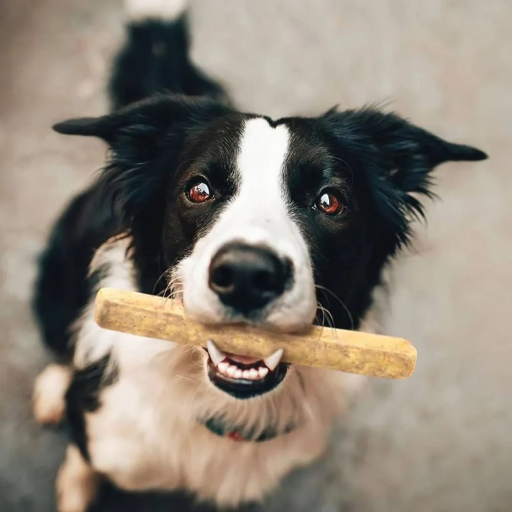 Ласощі для собак Pet's Up Chewllagen Bar Колагеновий батончик S - сир Ласощі для собак Pet's Up Chewllagen Bar Колагеновий батончик S - сир