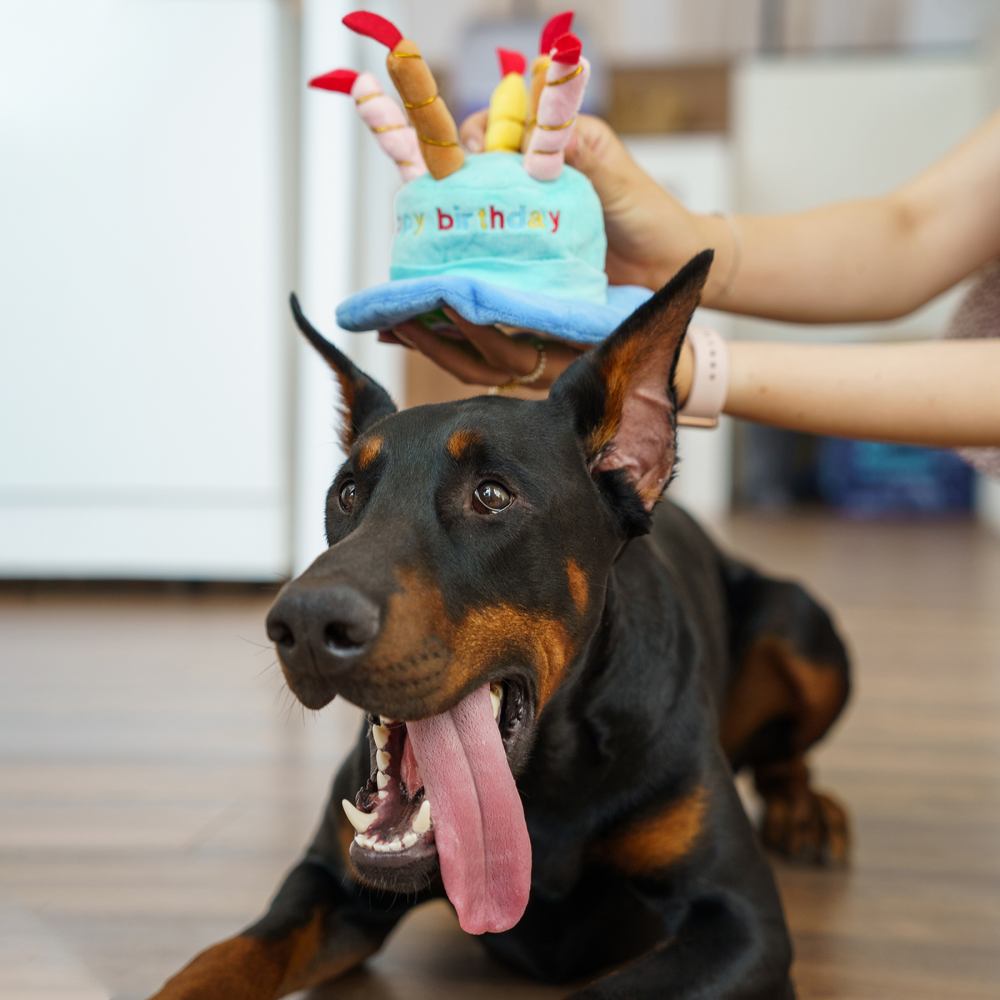 Набір Birthday Box для собак великих та середніх порід