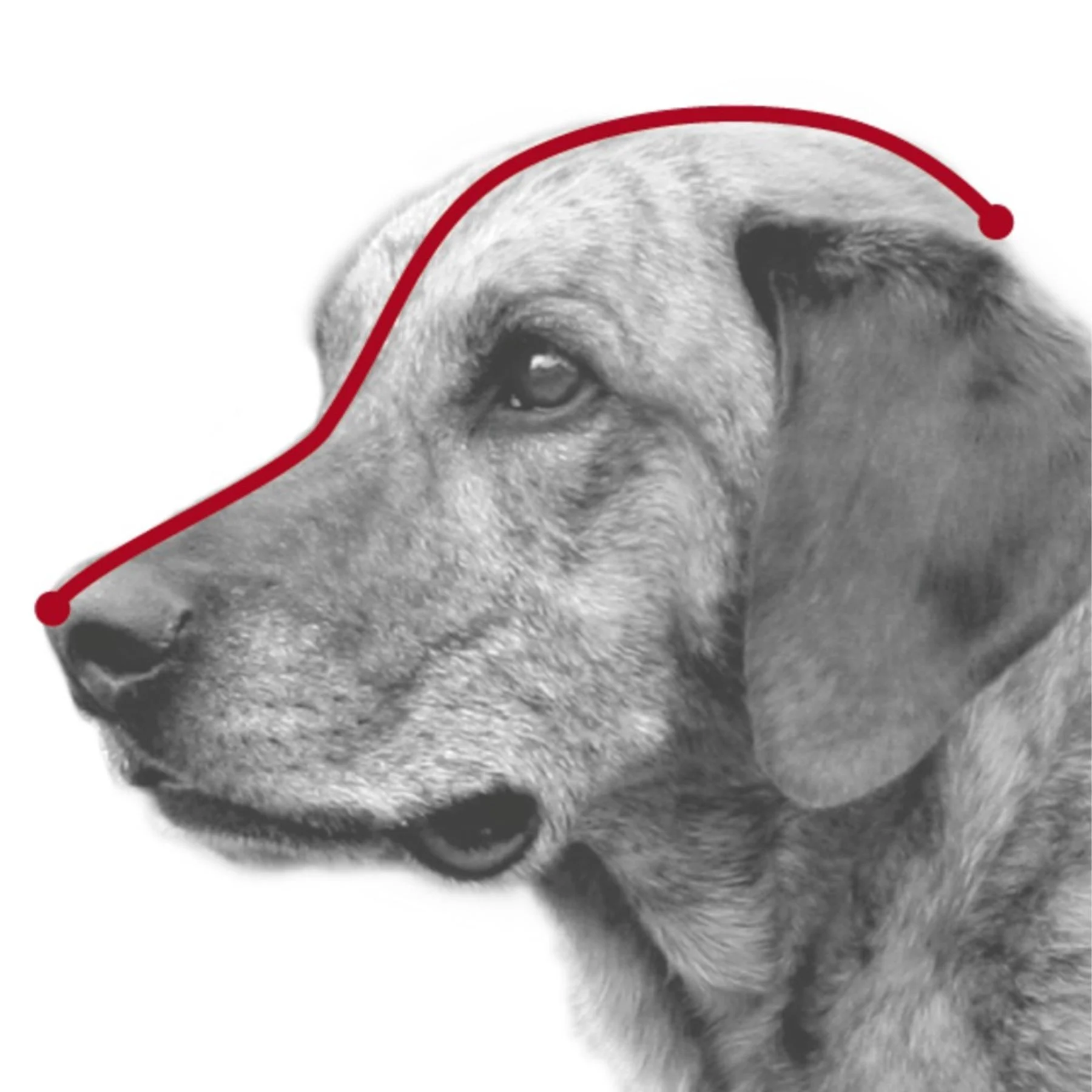 Trixie Muzzle намордник для собак XS - чорний