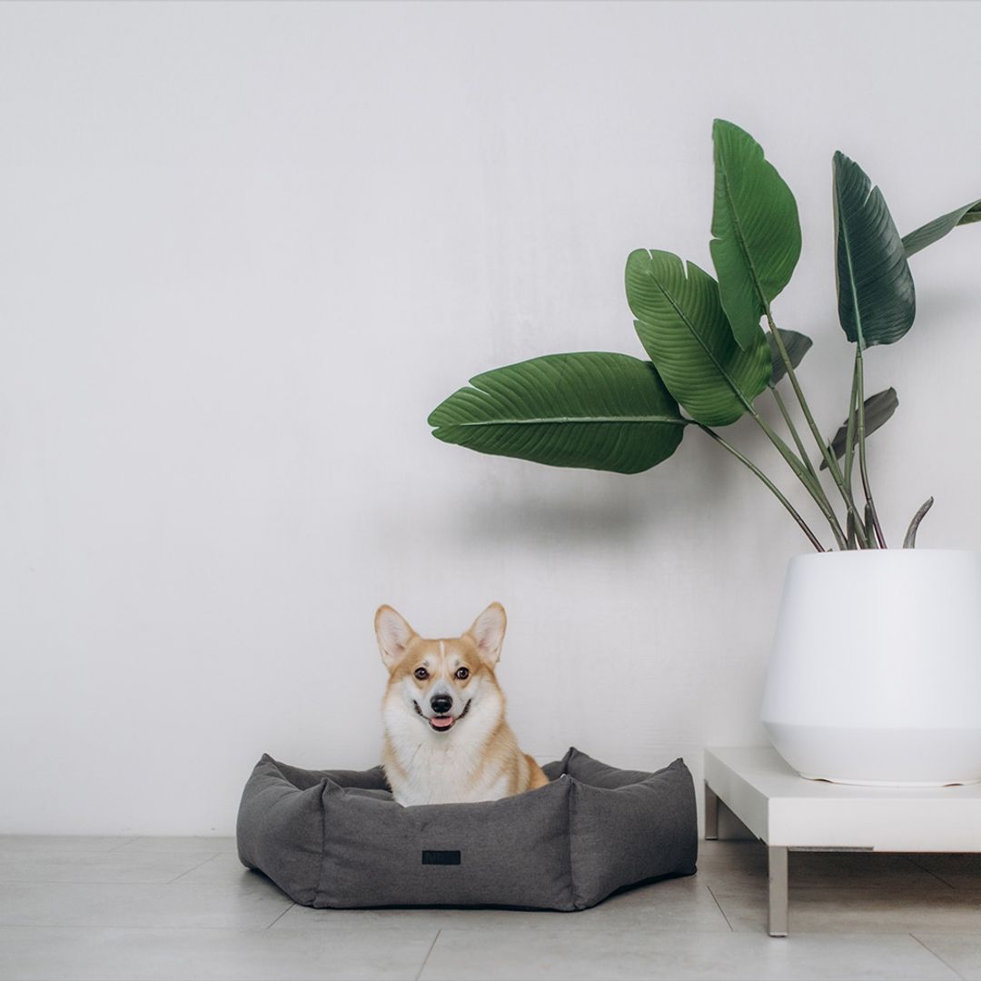 Noble Pet Paul лежак для собак 65x65 см - сірий