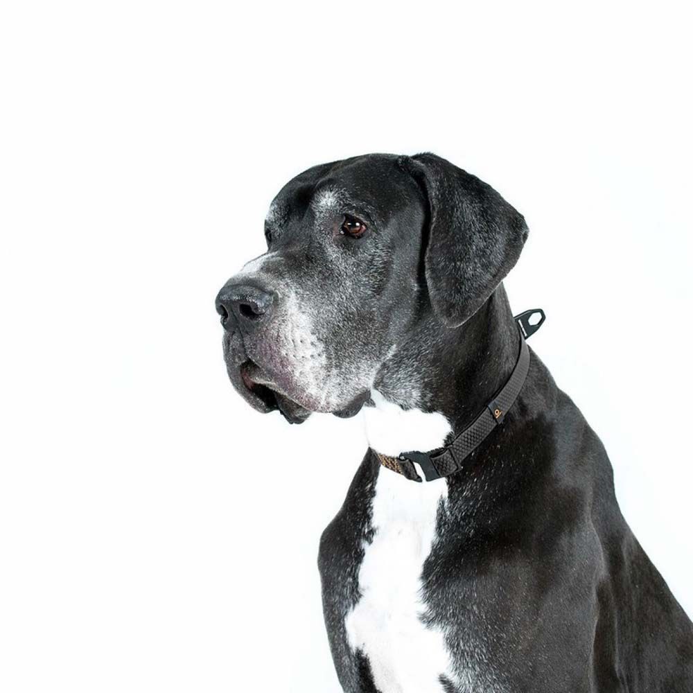 Нашийник Collar Еволютор 25-70 см/25 мм (чорний) Нашийник Collar Еволютор 25-70 см/25 мм (чорний)