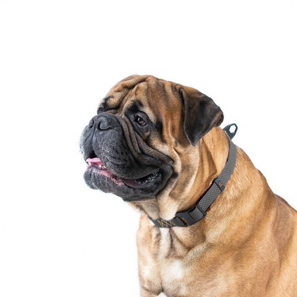 Нашийник Collar Еволютор 25-70 см/25 мм (чорний) Нашийник Collar Еволютор 25-70 см/25 мм (чорний)