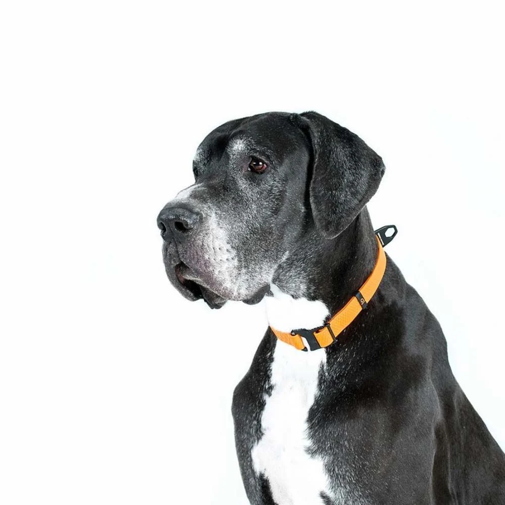 Collar Evolutor нашийник для собак 25-70 см - помаранчевий