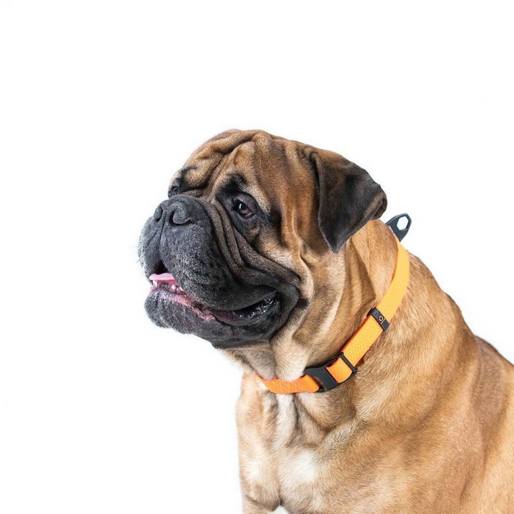 Collar Evolutor нашийник для собак 25-70 см - помаранчевий