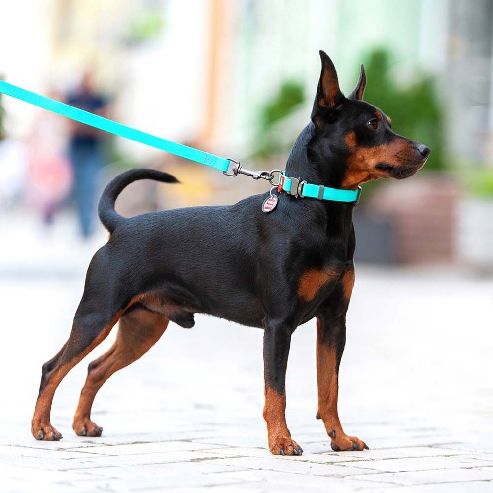 Нашийник Collar WAUDOG Waterproof водостійкий з QR-паспортом 24-40 см / 20 мм (ментоловий) Нашийник Collar WAUDOG Waterproof водостійкий з QR-паспортом 24-40 см / 20 мм (ментоловий)