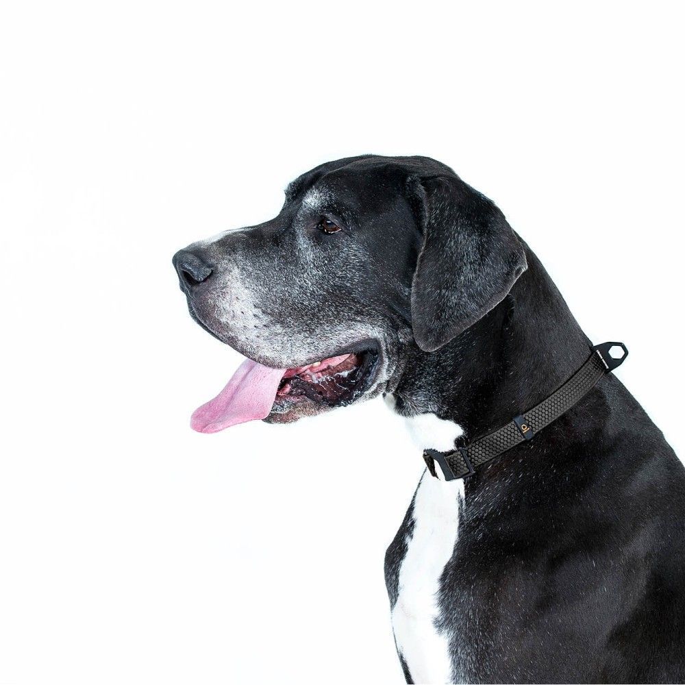 Collar Evolutor нашийник для собак XS–XL - чорний