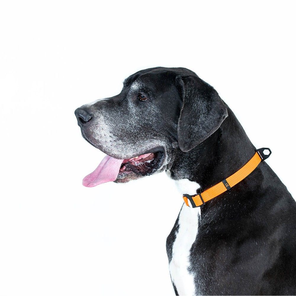 Нашийник для собак COLLAR Evolutor XS-XL - помаранчевий Нашийник для собак COLLAR Evolutor XS-XL - помаранчевий