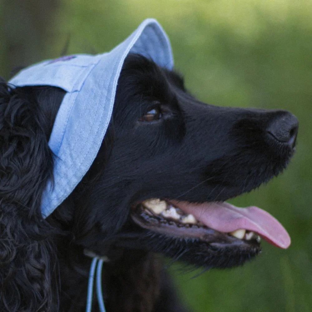 Панама для собак Hat-Dog S - блакитний Панама для собак Hat-Dog S - блакитний