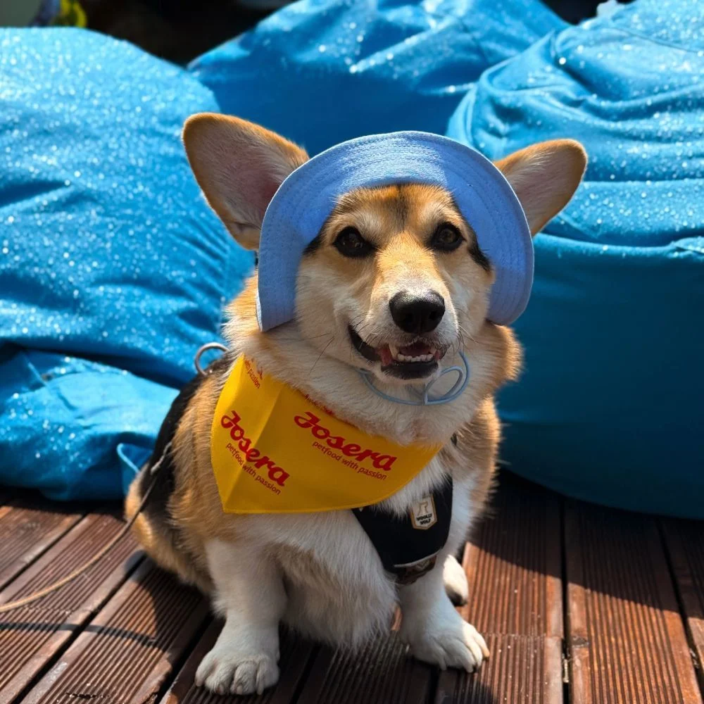 Панама для собак Hat-Dog S - блакитний Панама для собак Hat-Dog S - блакитний