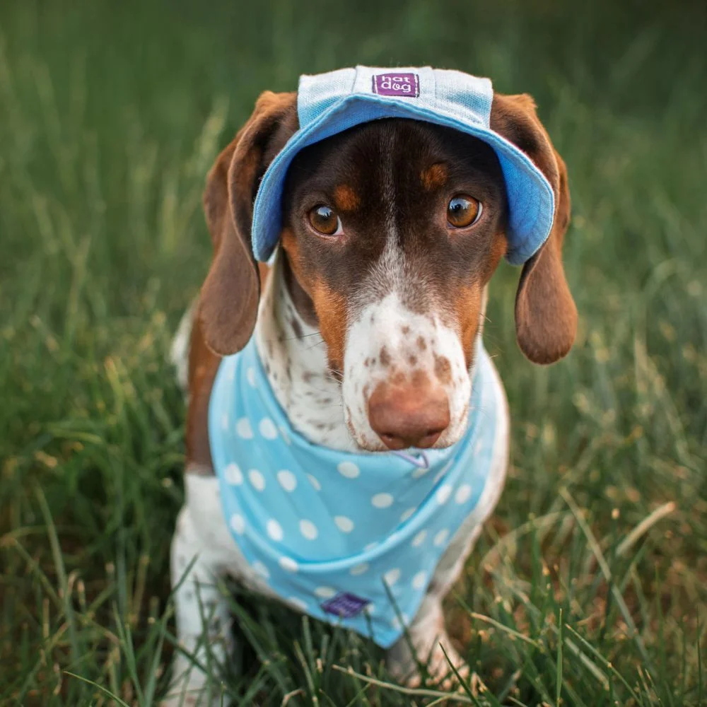 Панама для собак Hat-Dog S - блакитний Панама для собак Hat-Dog S - блакитний