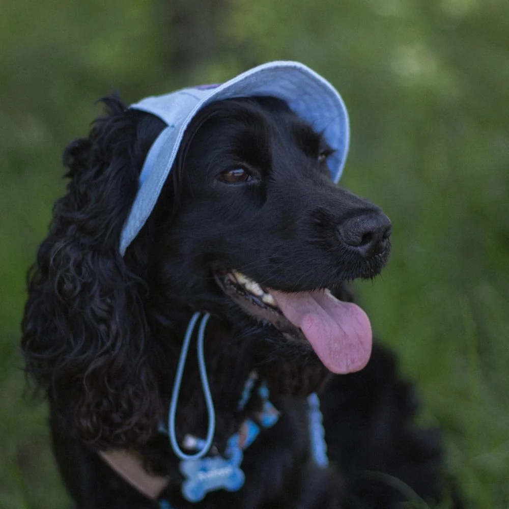 Панама для собак Hat-Dog S - блакитний Панама для собак Hat-Dog S - блакитний