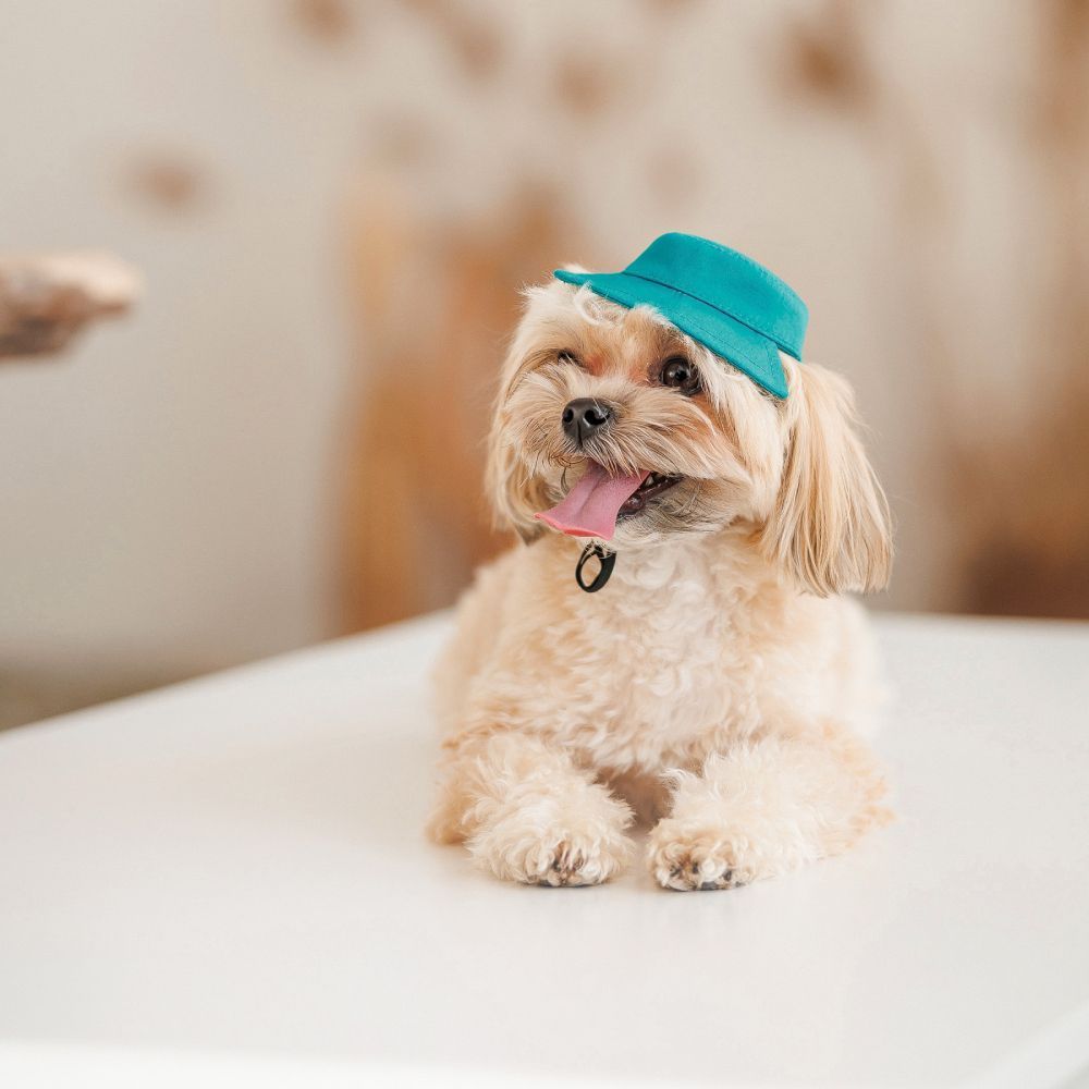 Pet Fashion Rob панама для собак XS Pet Fashion Rob панама для собак XS