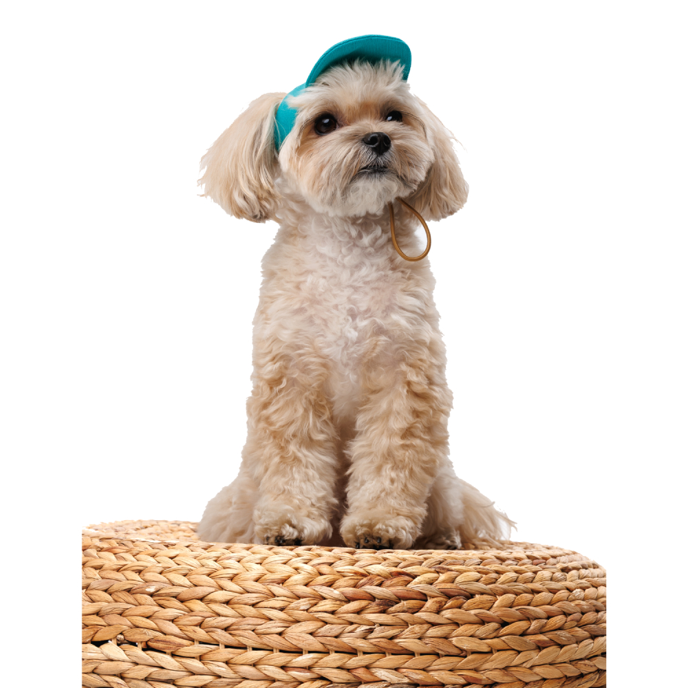 Кепка для собак Pet Fashion Topaz XS - бірюзовий