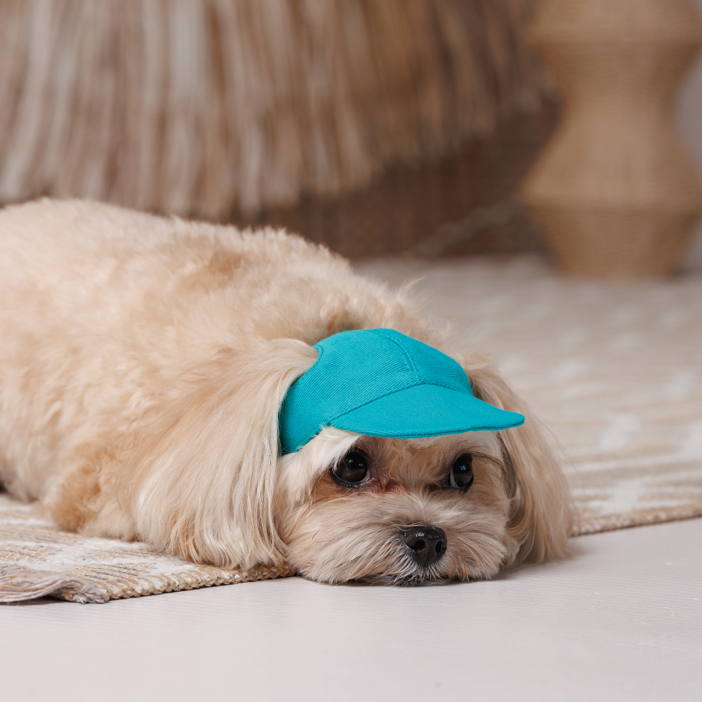 Кепка для собак Pet Fashion Topaz XS - бірюзовий