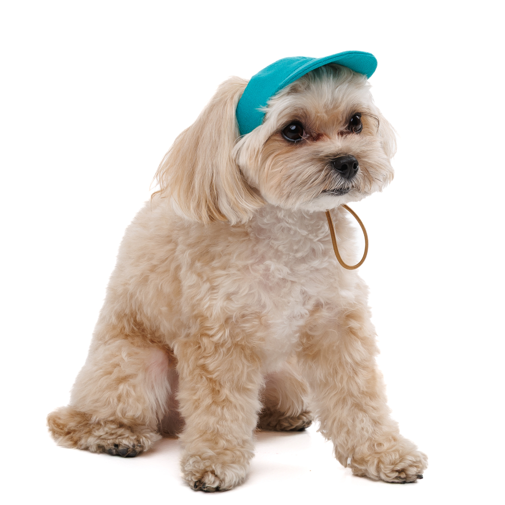 Кепка для собак Pet Fashion Topaz XS - бірюзовий