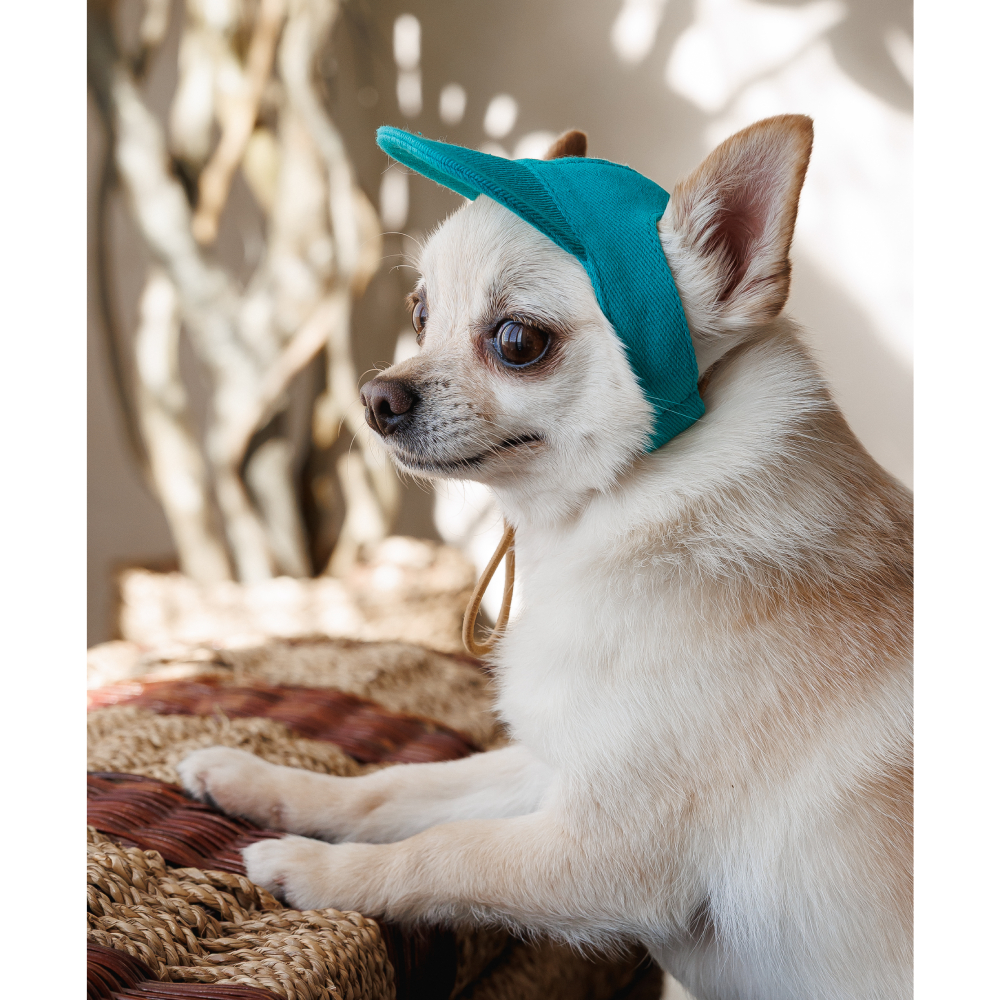 Кепка для собак Pet Fashion Topaz XS - бірюзовий