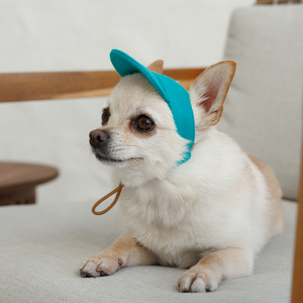Кепка для собак Pet Fashion Topaz XS - бірюзовий
