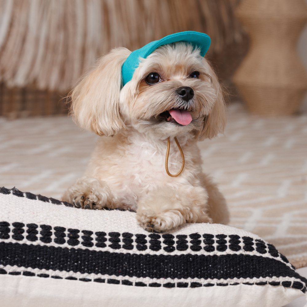 Кепка для собак Pet Fashion Topaz XS - бірюзовий