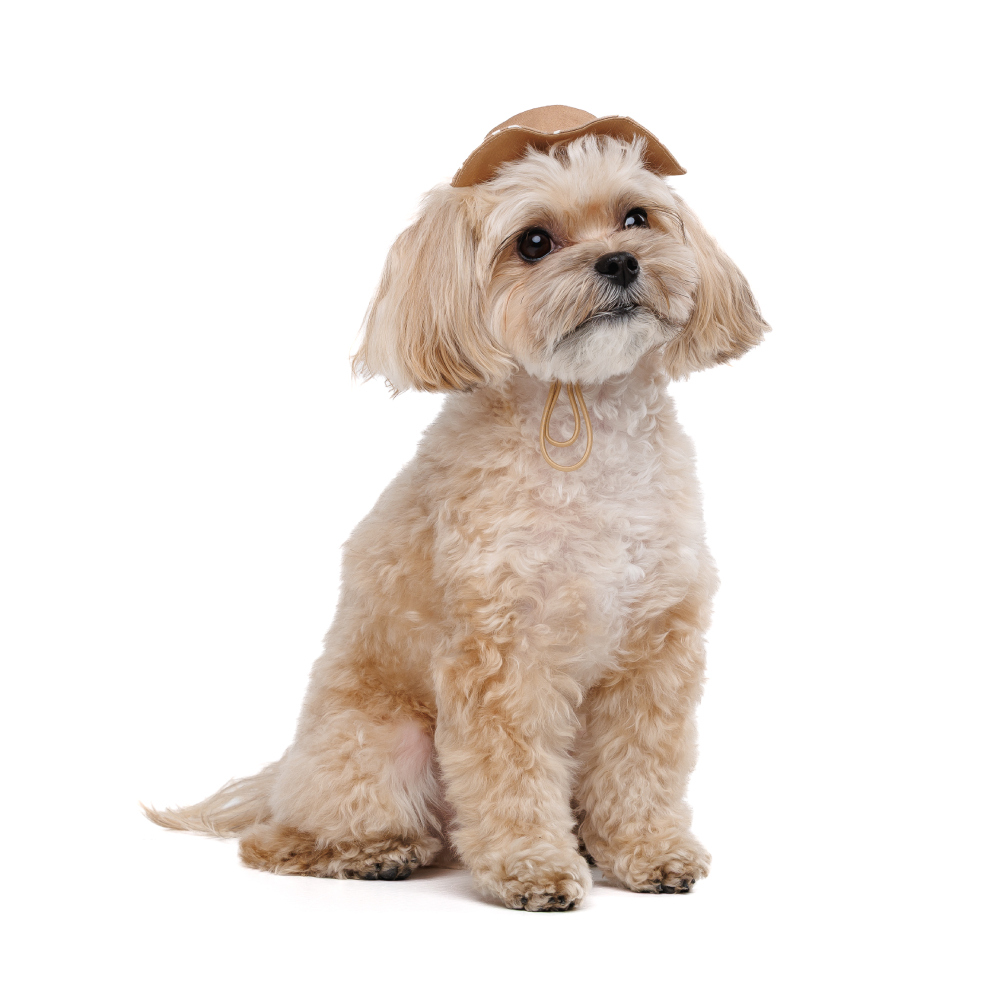 Панама Pet Fashion Print XS - бежевий Панама Pet Fashion Print XS - бежевий