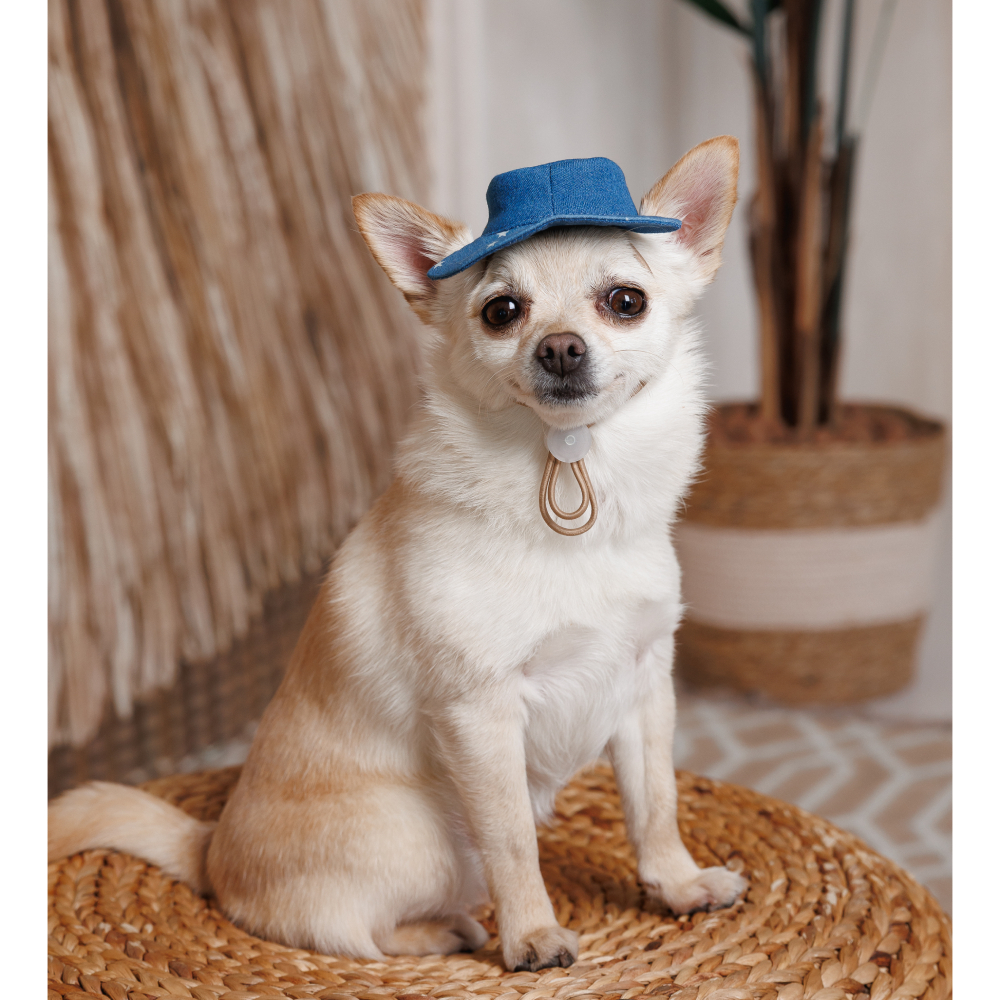 Панама Pet Fashion Stars XS - синий