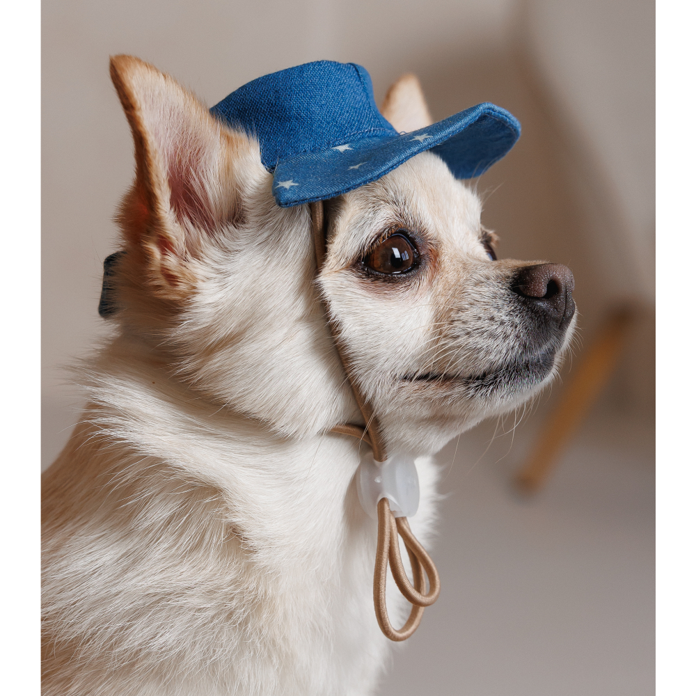 Панама Pet Fashion Stars XS - синий