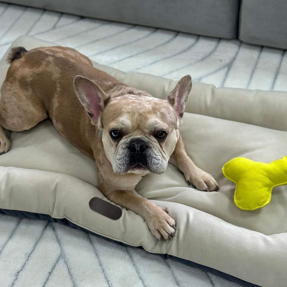 Pet Fun Комфорт Water Proof матрац для собак 50х60х12 см - бежевий Pet Fun Комфорт Water Proof матрац для собак 50х60х12 см - бежевий