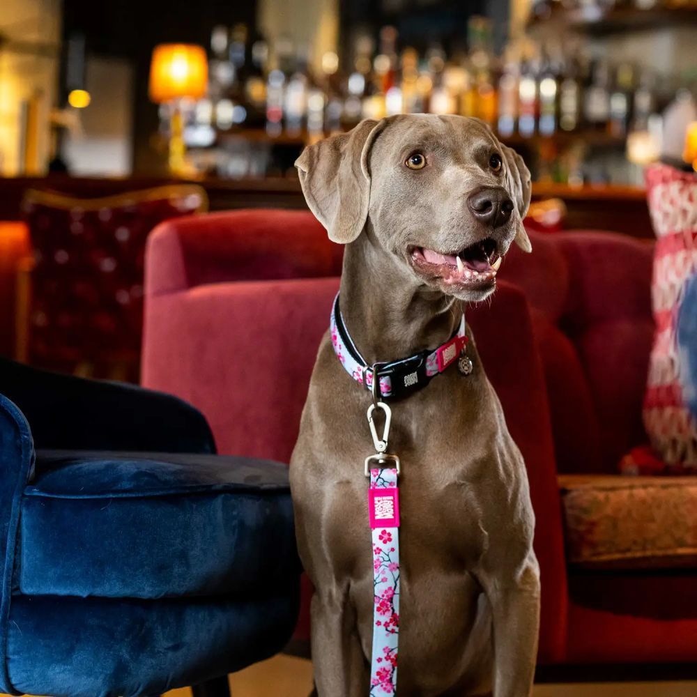 Max Molly Short Leash Цвітіння вишні повідець для собак 1,2 м х 1,5 см - різнокольоровий Max Molly Short Leash Цвітіння вишні повідець для собак 1,2 м х 1,5 см - різнокольоровий