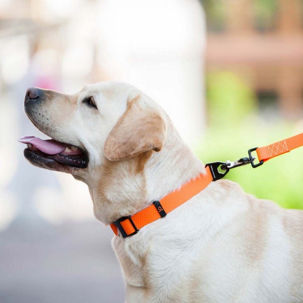 Collar Evolutor повідець для собак 3 м - помаранчевий Collar Evolutor повідець для собак 3 м - помаранчевий