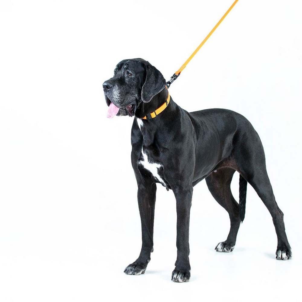 Collar Evolutor повідець для собак 3 м - помаранчевий Collar Evolutor повідець для собак 3 м - помаранчевий