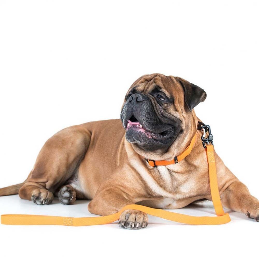 Collar Evolutor повідець для собак 3 м - помаранчевий Collar Evolutor повідець для собак 3 м - помаранчевий