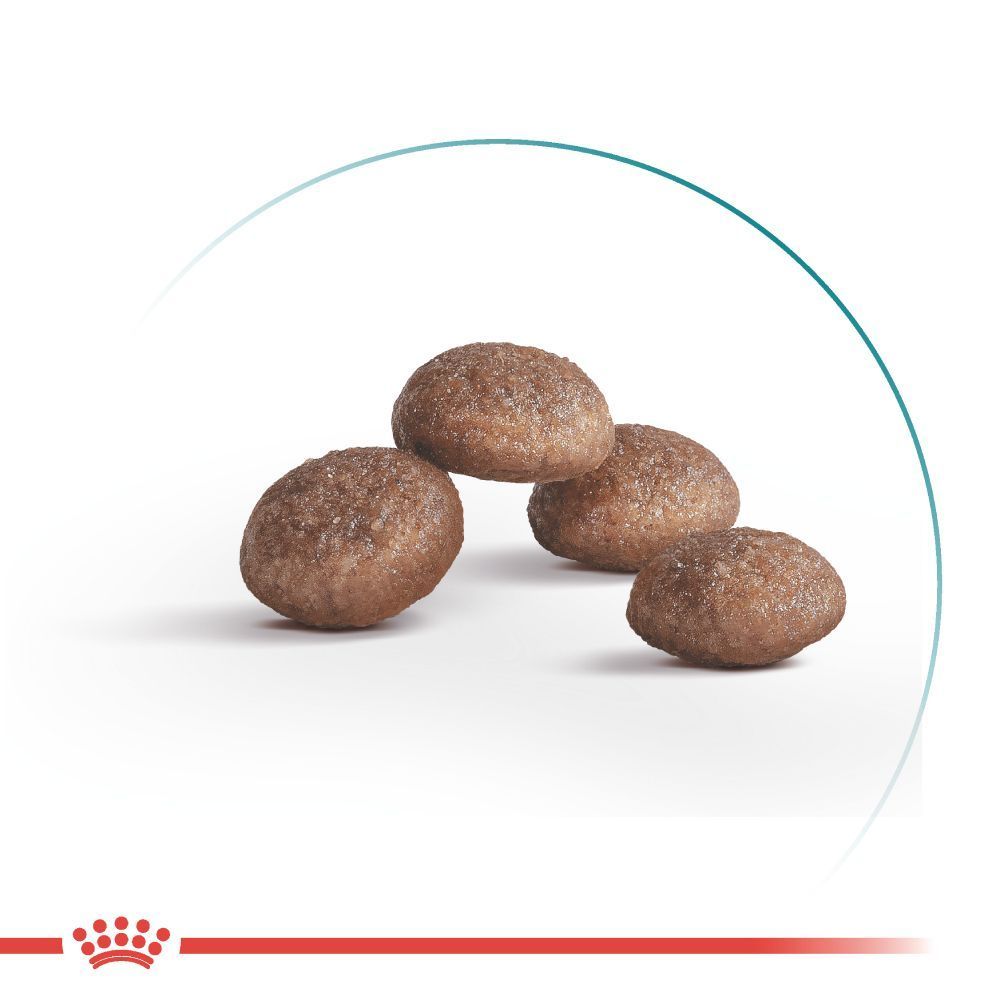 Сухий корм для котів Royal Canin Ageing 11+ 2 кг Сухий корм для котів Royal Canin Ageing 11+ 2 кг
