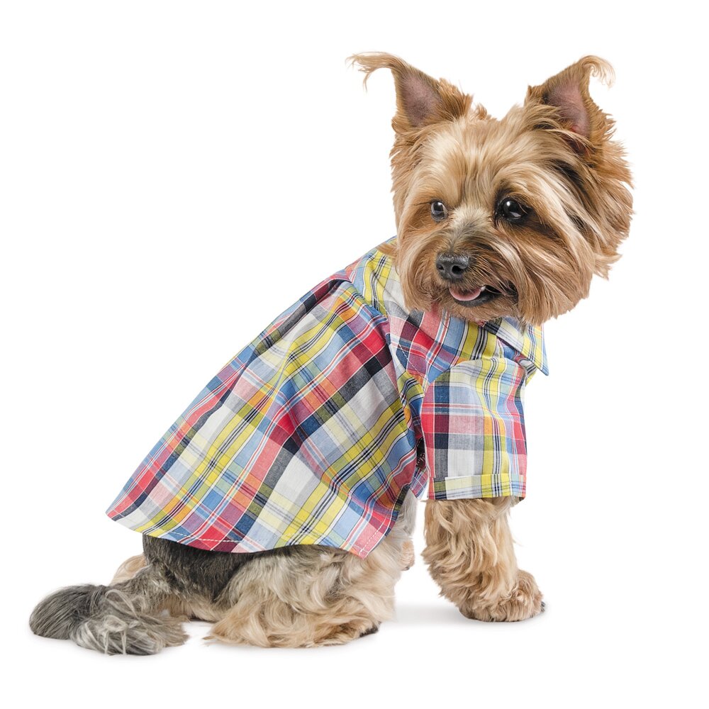 Рубашка для собак Pet Fashion «Бадди» XXS