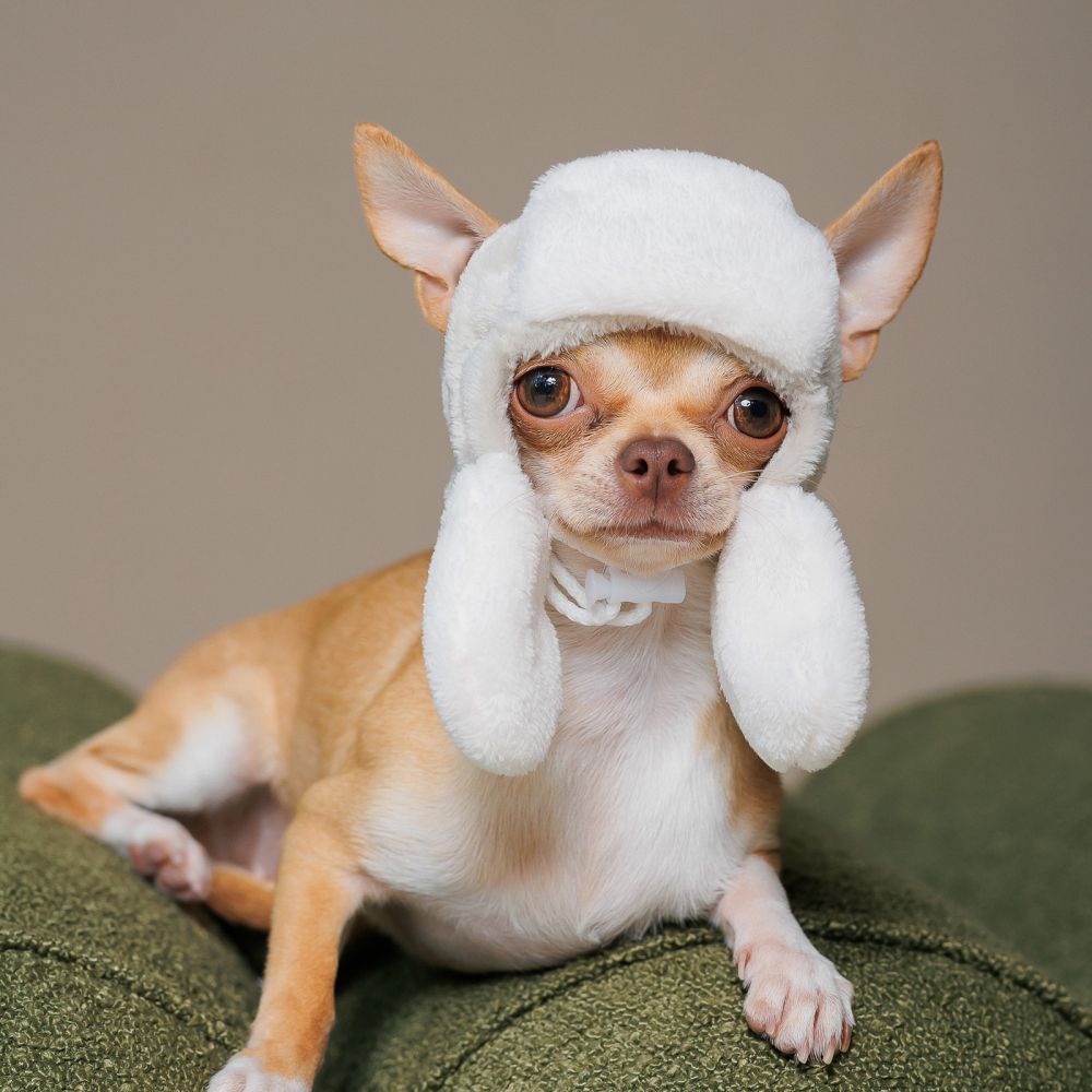 Шапка для собак Pet Fashion «Bubo» S