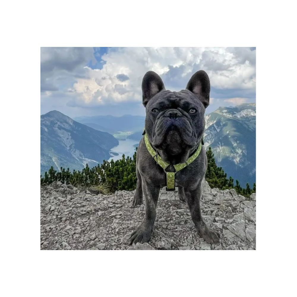 Max and Molly H-Harness Ківі шлея для собак 33,5-41 см - різнокольоровий Max and Molly H-Harness Ківі шлея для собак 33,5-41 см - різнокольоровий