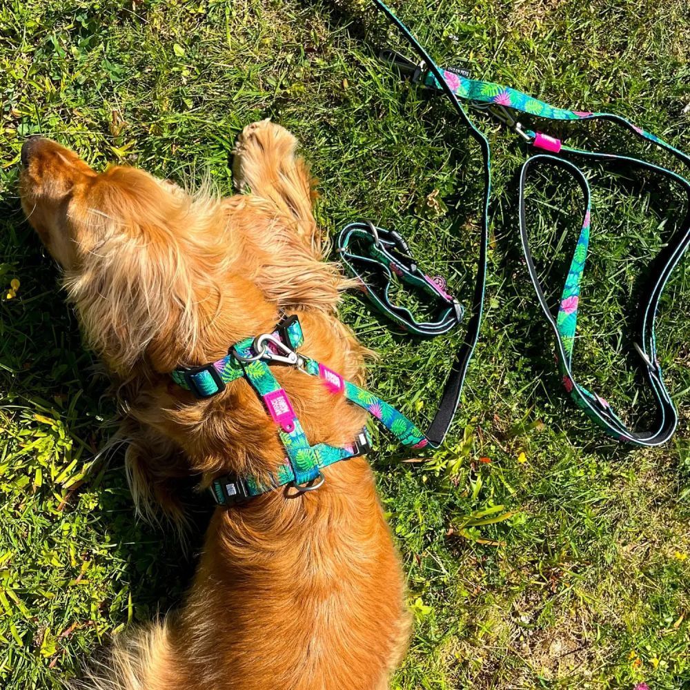 Max and Molly H-Harness Тропіки шлея для собак 33,5-41 см - різнокольоровий Max and Molly H-Harness Тропіки шлея для собак 33,5-41 см - різнокольоровий
