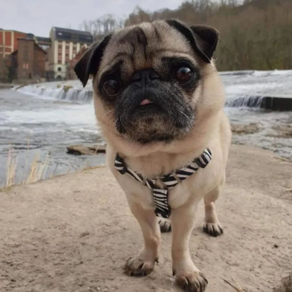 Max and Molly H-Harness Зебра шлея для собак 33,5-41 см - різнокольоровий Max and Molly H-Harness Зебра шлея для собак 33,5-41 см - різнокольоровий