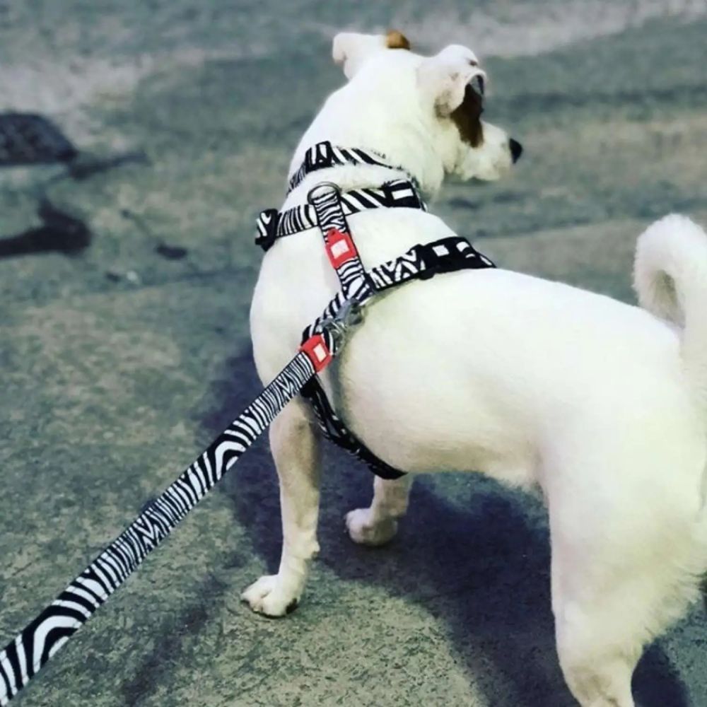 Max and Molly H-Harness Зебра шлея для собак 33,5-41 см - різнокольоровий Max and Molly H-Harness Зебра шлея для собак 33,5-41 см - різнокольоровий