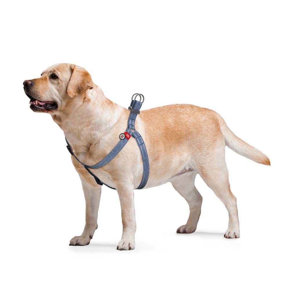 Шлея-петля светоотражающая Collar WAUDOG Re-cotton с QR-паспортом S, 40-55 см / 15 мм (синяя) Шлея-петля светоотражающая Collar WAUDOG Re-cotton с QR-паспортом S, 40-55 см / 15 мм (синяя)