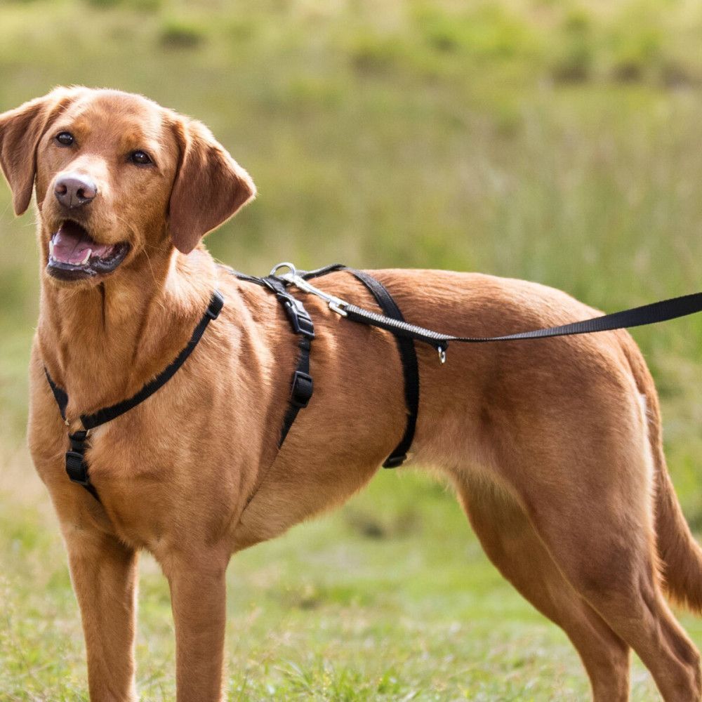 Trixie Panic Harness Stay шлея для собак S-M - чорний
