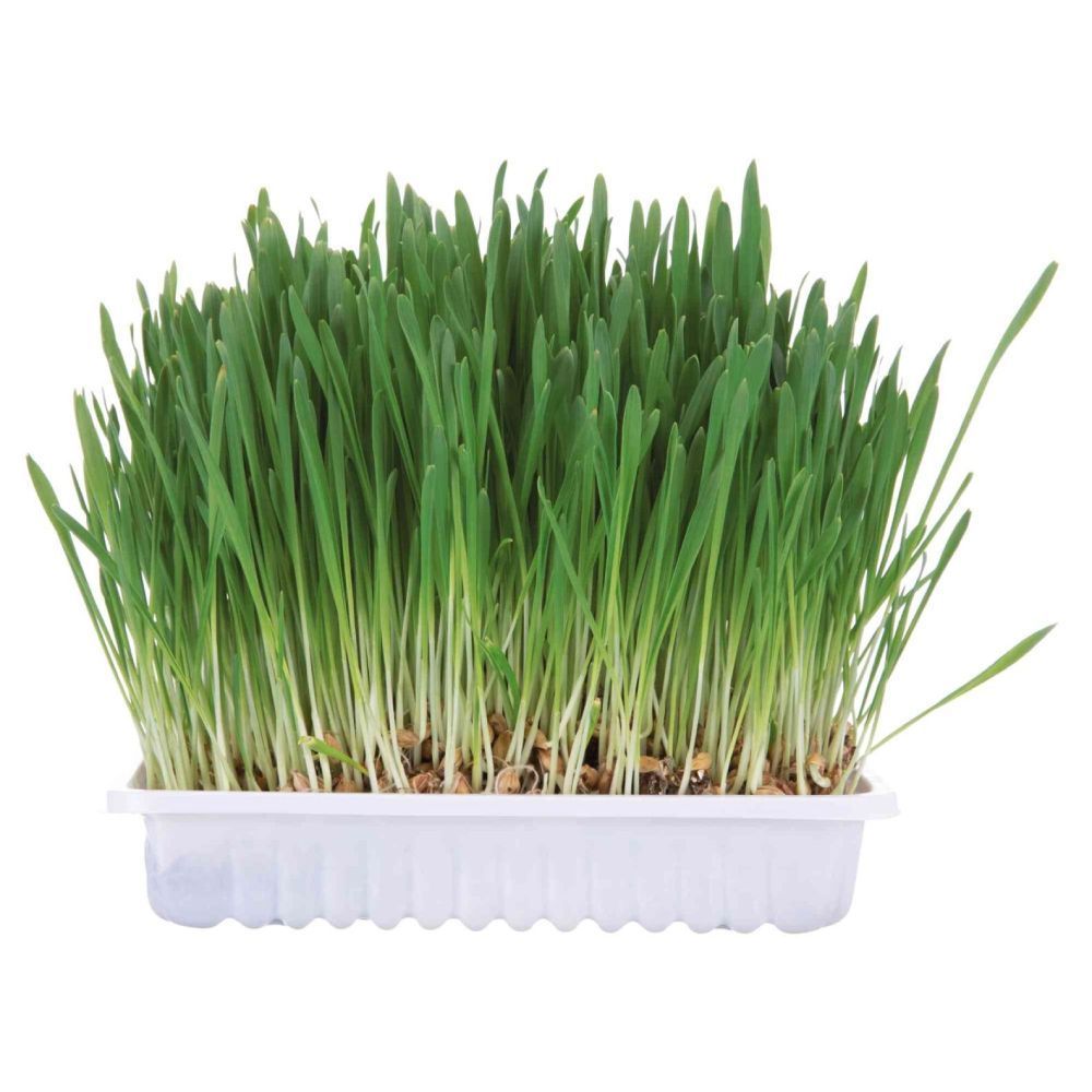 Трава для грызунов Trixie Small Animal Grass 100 г Трава для грызунов Trixie Small Animal Grass 100 г