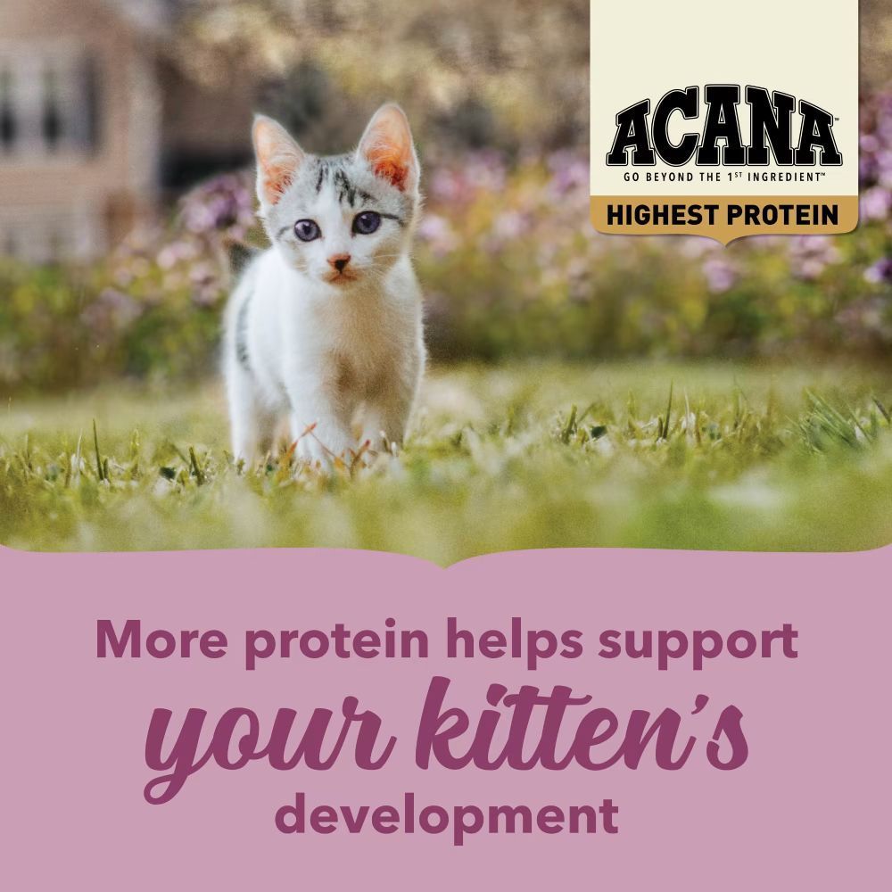Сухий корм для кошенят Acana Highest Protein Kitten 1,8 кг - асорті Сухий корм для кошенят Acana Highest Protein Kitten 1,8 кг - асорті