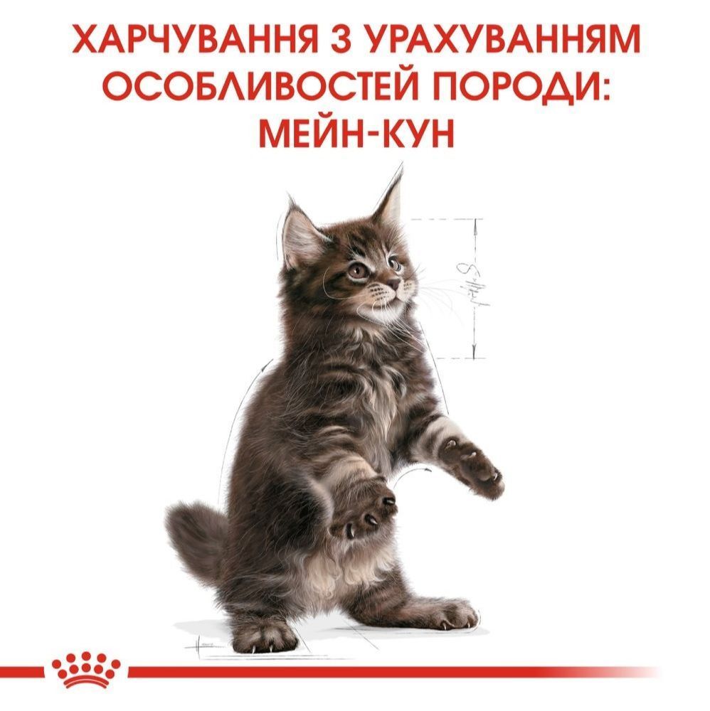 Сухий корм для кошенят Royal Canin Kitten Maine Coon 400 г Сухий корм для кошенят Royal Canin Kitten Maine Coon 400 г