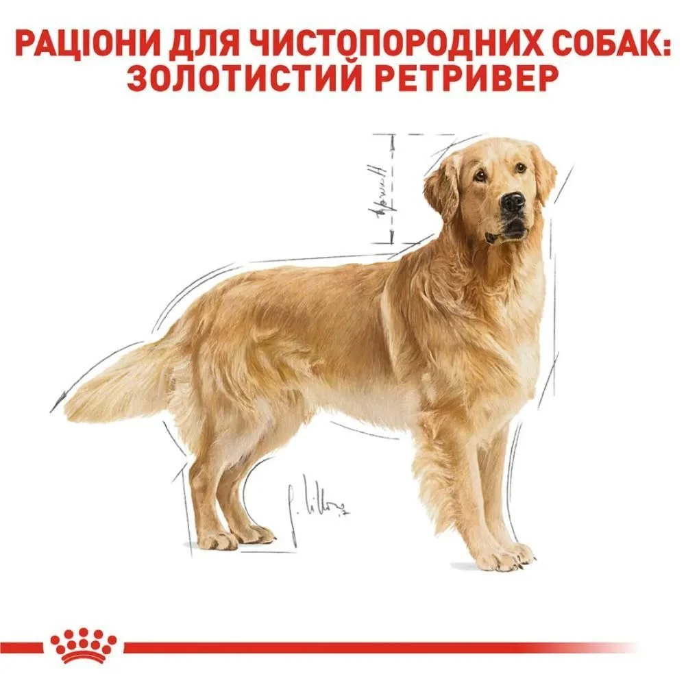 Cухий корм для собак Royal Canin Golden Retriever Adult 12 кг