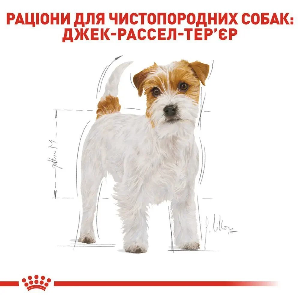 Cухий корм для собак Royal Canin Jack Russel Adult 1,5 кг