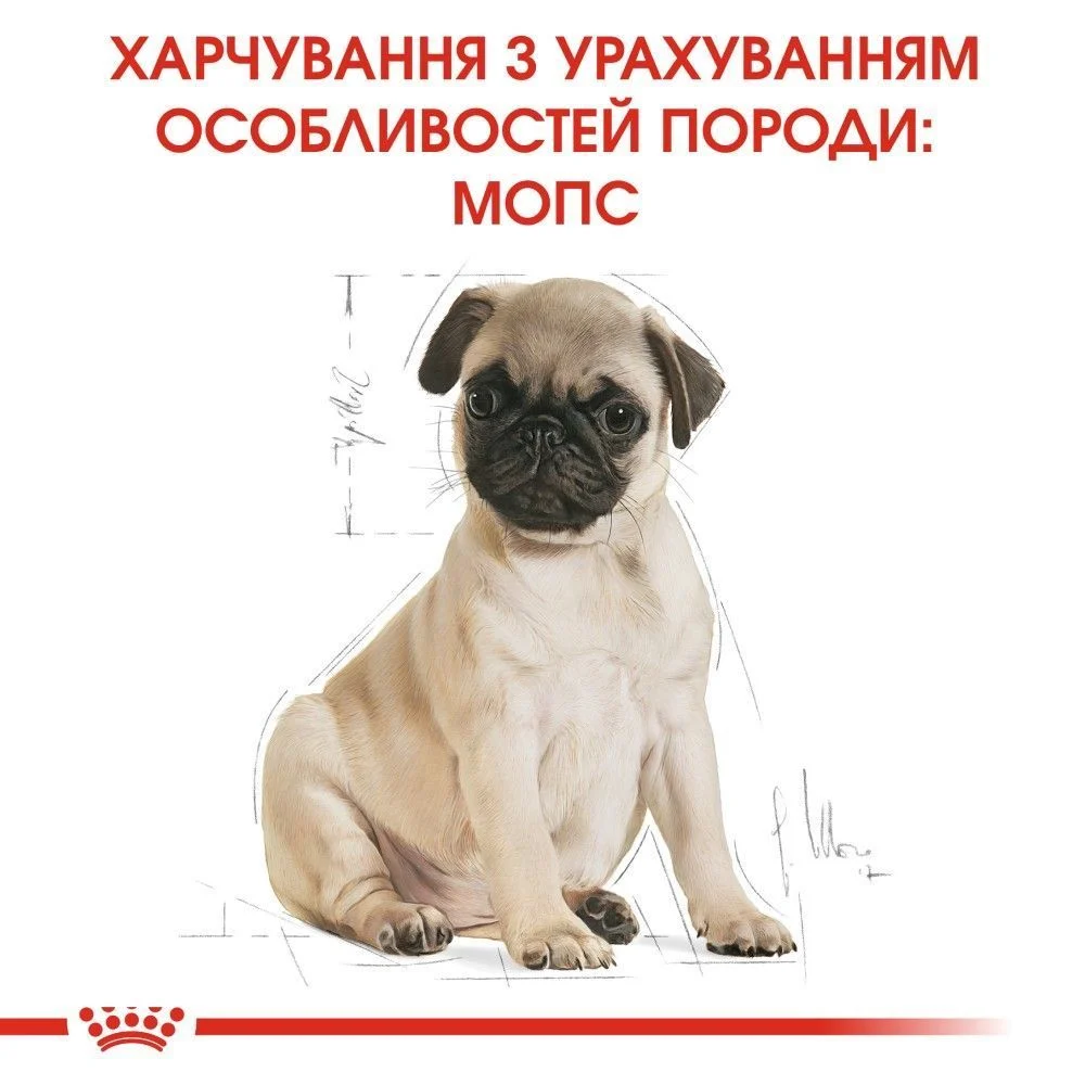 Cухий корм для цуценят Royal Canin Pug Puppy 1,5 кг