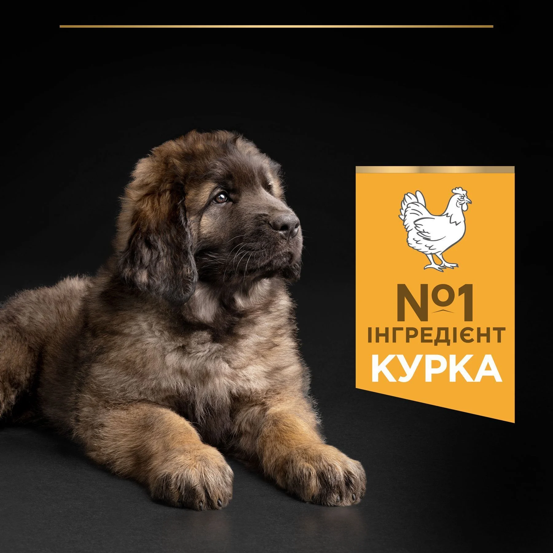 Cухий корм для цуценят Pro Plan Large Robust Puppy Healthy Start 12 кг - курка